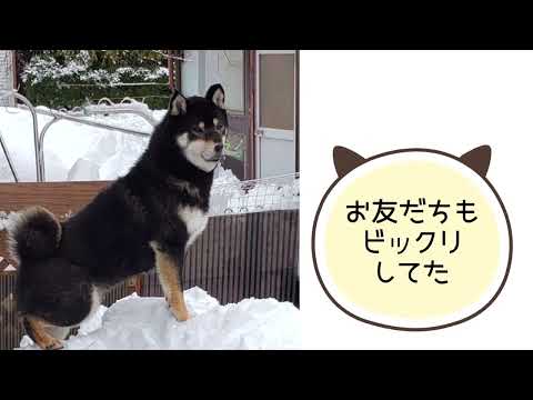 ワンワンU・x・Uお悩み相談室9️⃣6️⃣〜鯖江市「ごまくん」🐶 #雪道運転注意