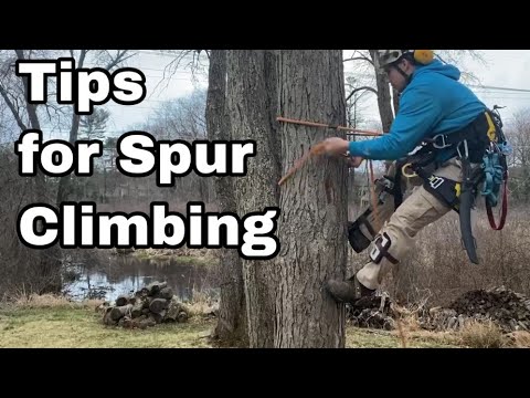 Tree Climber Tips For Tree Climbing on Spurs | Arborist Tree Climbing Techniques