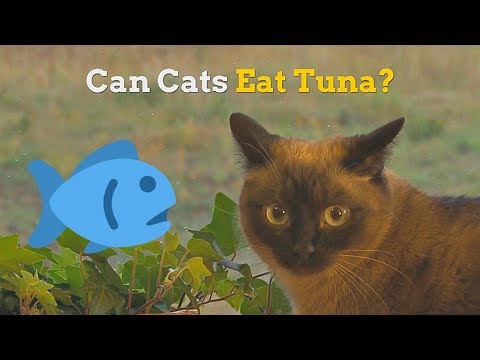 Can Cats Eat Tuna | How Healthy Is This Fish for Your Kitten