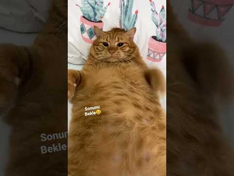 Sahibinin Elini Isırmaya Çalışan Şişko Sarman