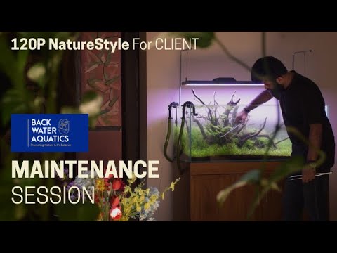 120P Nature Style Tank Maintenance at Client Location