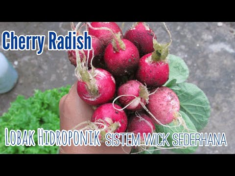 , title : 'Radish/lobak Hidroponik- menanam cherry radish'