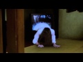 Ring 1998 Trailer