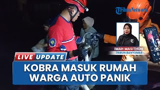 Ular King Kobra Sepanjang 3 Meter Masuk ke Rumah Warga di Kaliwiro Wonosobo, Sembunyi di Rak Piring