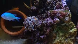 tasty sea urchin