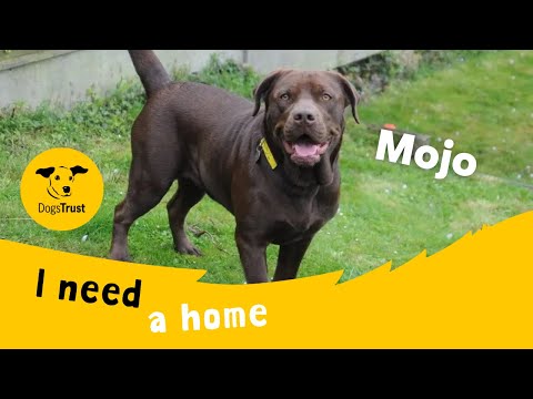 Mojo for sale in Chestfield, Kent