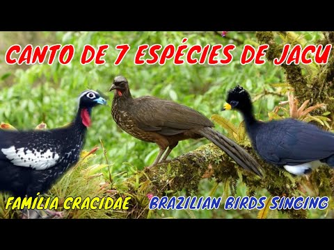 Canto de 7 Aves da Família do JACU (Cracidae) - Brazilian Birds Singing