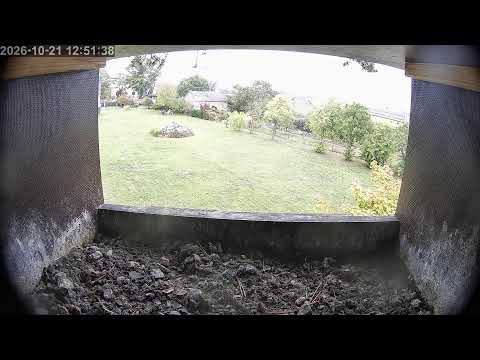 Live webcam view of Kestrel Nest Box, Fohrde