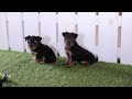 Yorkshire Terrier dogs for sale: Marlon - Video 1