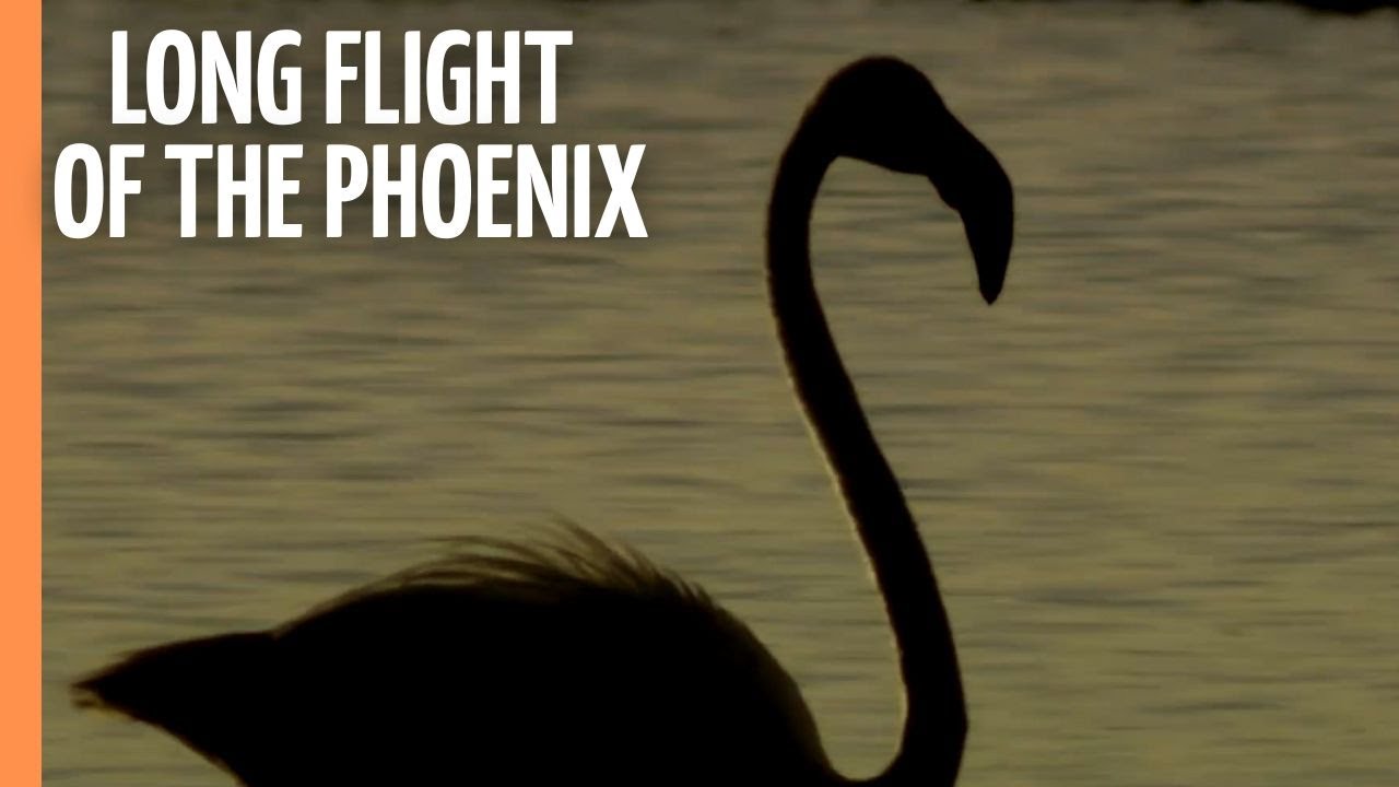 The Long Flight Of The Phoenix – Fascinating and Graceful The Long Flight Of The Phoenix – Fascinating and Graceful