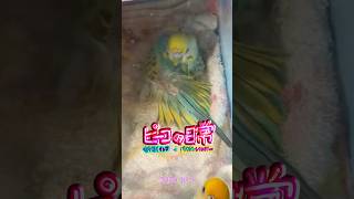 Download lagu ピーコの日常〜10.3宮田大プレイズ🎻✨エドワードエルガー💖✨チェロ協奏曲第2楽章🦜✨ mp3