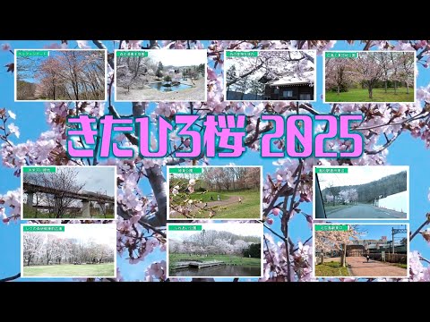 きたひろ.TV「きたひろ桜2025」