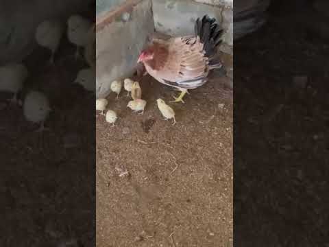 Richard wilbourn sweater…Blue Fox Farm California