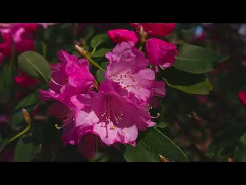 Spring at the Gothenburg botanical garden