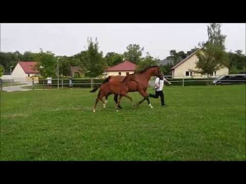 *2016 Hengstfohlen von Millennium / Qvenetie