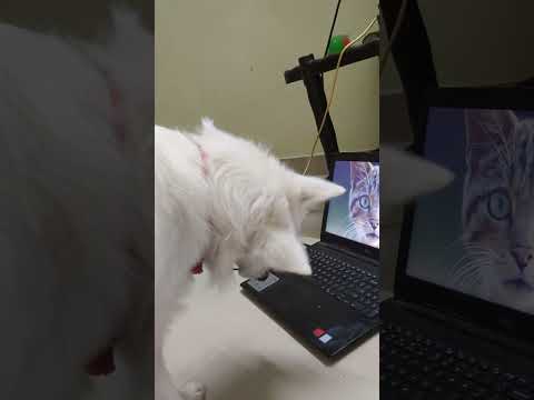 Jimmy getting shocked