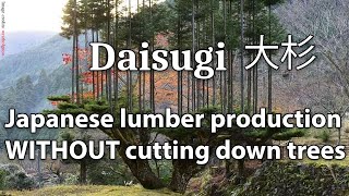 Ancient Japanese lumber production method without cutting down trees called "Daisugi"