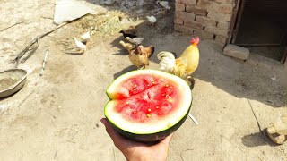 Aaj Murgiyon ko watermelon khila Diya 🥰 - Village Life