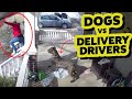 Dogs VS Delivery Drivers Top 20 I Just Want To Play With You ‍ ️‍ ️