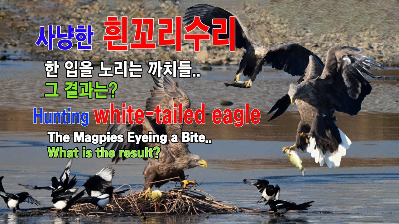 흰꼬리수리와 까치들.... 유튜브 썸네일