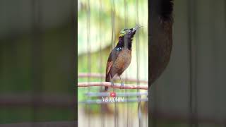 Download lagu Konin Gacor Full Filling Hot Shot 🔥 mp3