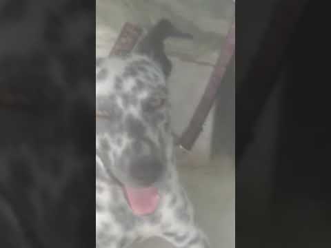 Greyden Haryana Kanav Gurjar