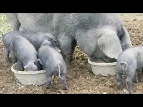 download lagu mp3 mp4 Large Black Heritage Hogs, download lagu Large Black Heritage Hogs gratis, unduh video klip Large Black Heritage Hogs