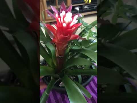 , title : 'Bromeliads'