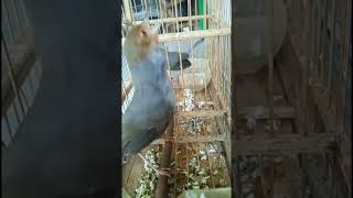 Download lagu Sepasang Prenjak Kepala Merah Gacor #shorts #shortvideo #prenjakatas #prenjaktarung #kicaumania mp3