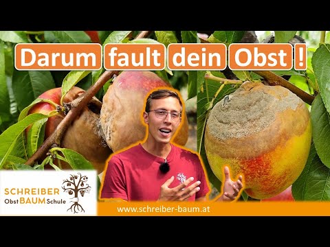 7 Gründe warum dein Obst fault und was du dagegen tun kannst