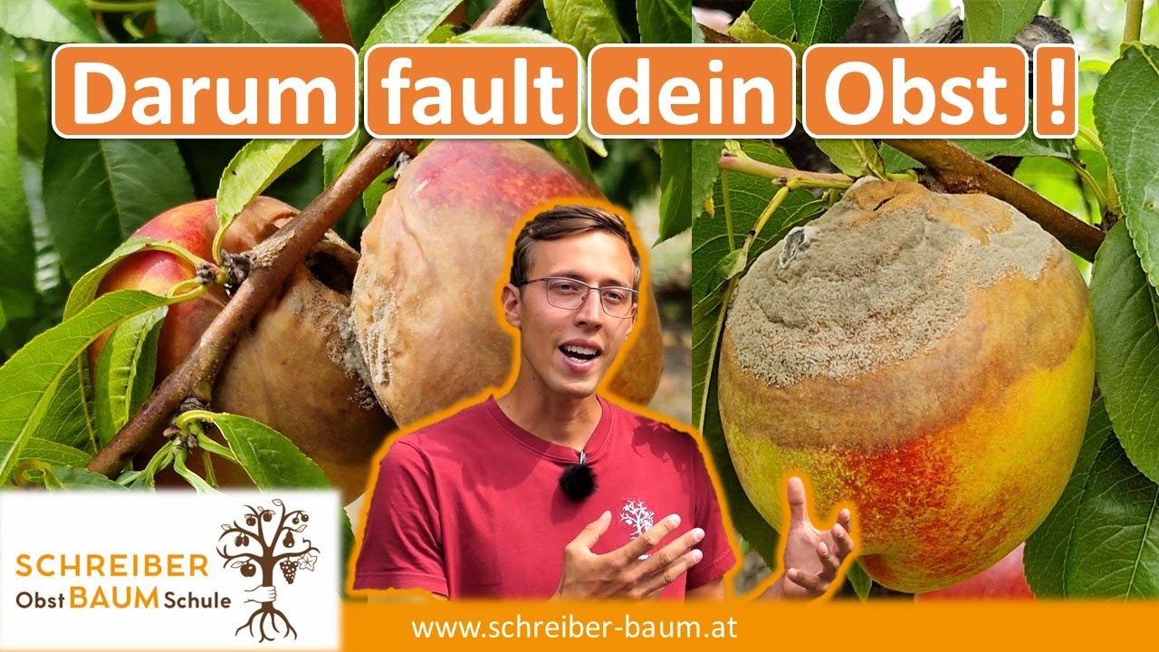 7 reasons why your fruit rots and what you can do about it