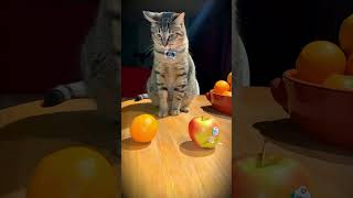 🤣 100%笑える！最高におもしろい猫動画！🐈😹パート 2 #catmemes #cutecats #かわいい猫