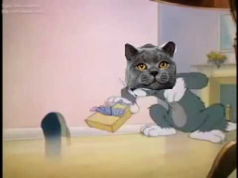 FeedinDaCat vs Celestina