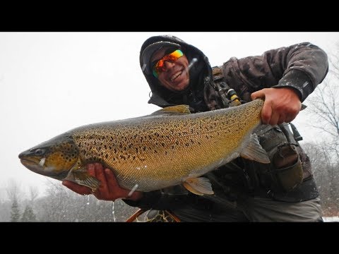 32" inch Brown Trout