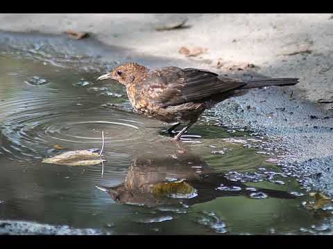 12.Dziękujmy Bogu wraz...