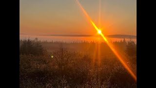 Hunting Maine Black Bears with Hounds: A Must-See Experience