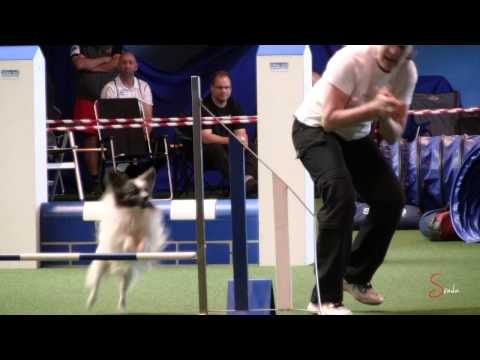 Agility Impressionen WM-Quali Schweiz 2014 - Lengnau, AG