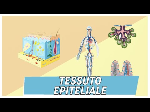 Tessuto Epiteliale | Pillole di Scienza