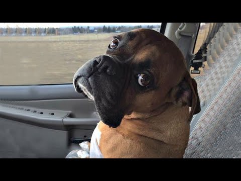 Les animaux les plus rapides et les plus furieux 🤣 Les animaux les plus drôles et les plus mignons de la semaine 🤣