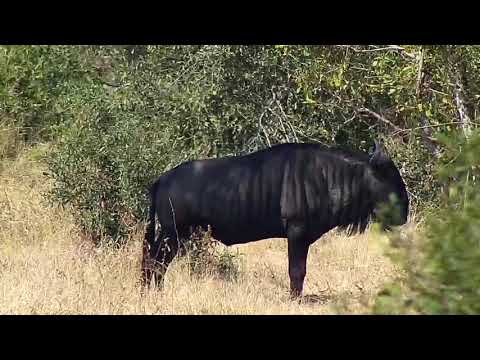Djuma: Wildebeests, Impalas, Nyalas and Waterbuck - 10:42 - 05/26/21