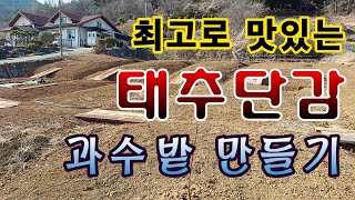[텃밭농부.953]  최고로 맛있는 태추단감 과수밭 만들기 #태추단감 #단감재배