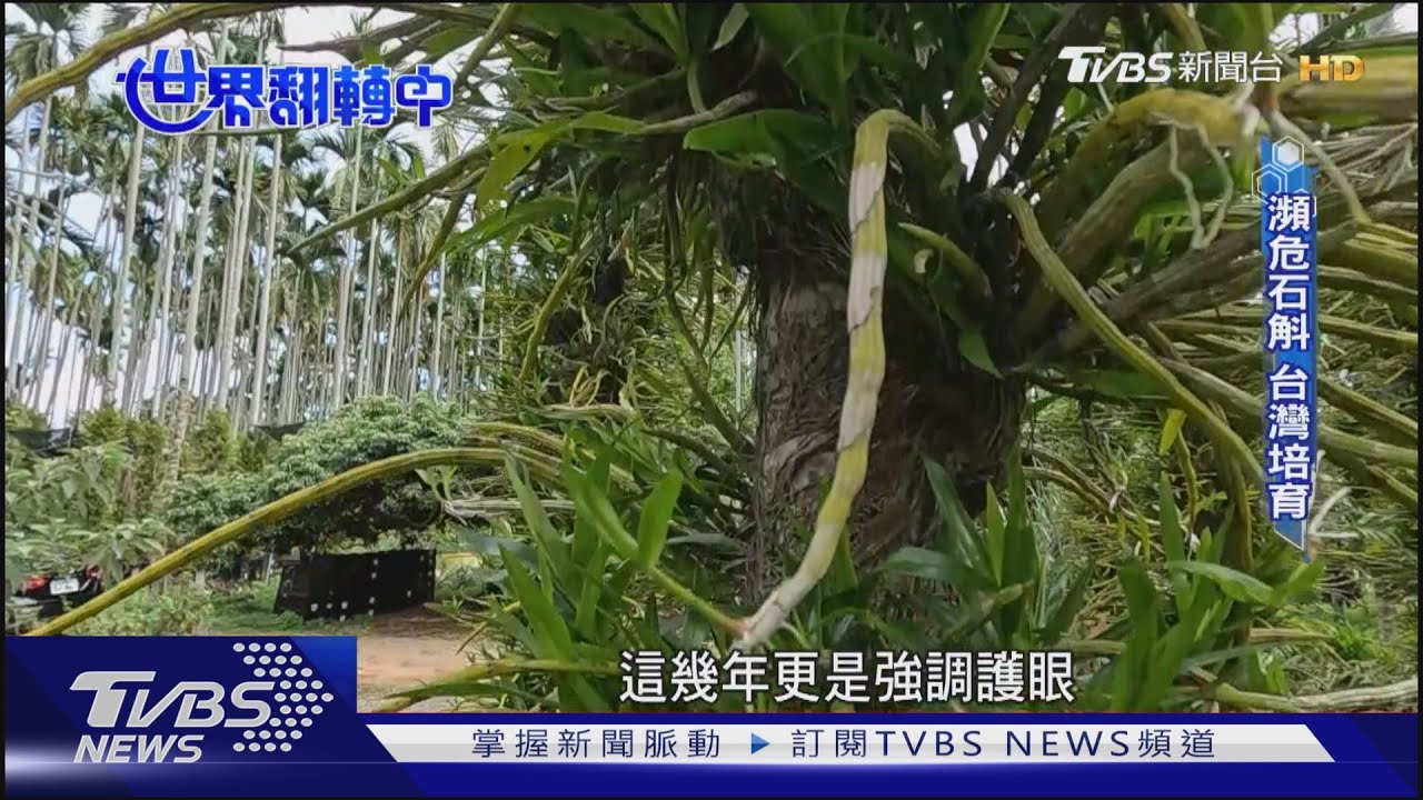 中藥在地種植　永續生產　解決資源難題