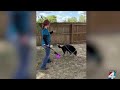 The Best Poop Scooping Techniques And Gadgets For Dog Owners