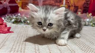 マンチカンの動画01