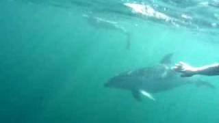 preview picture of video 'Dolphin Encounter, Doubtless Bay, New Zealand'