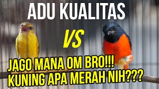 Download lagu Masteran Murai Diadu! Mantenan VS Mantenan Gacor Banget! Sound Bisa Buat Masteran mp3 Download lagu Masteran Murai Diadu! Mantenan VS Mantenan Gacor Banget! Sound Bisa Buat Masteran mp3