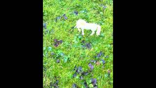 Sternenschweif - Geheimnisvolle Verwandlung  - Kapitel 1 (Part 2)