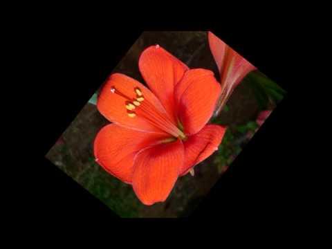 Oliver N'goma Remix-by Taukei'aho