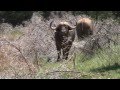 Comre Safaris Eastern Cape With Roger Kenner