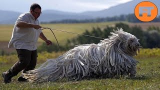 Top 10 Los Perros Más Raros Y Que Quizás No Verás Nunca